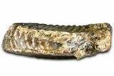 Fossil Woolly Mammoth Lower M Molar - North Sea Deposits #370395-3